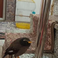 مرغ مینای سخنگو با قفس