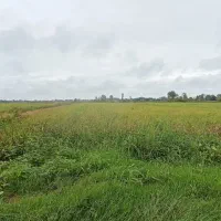 شالیزار 2 هکتاری نامه آبیاری زیر کشت