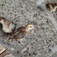 فروش ویژه جوجه تخم گذار ۱۵ روزه