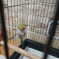طوطی ملنگو ماده