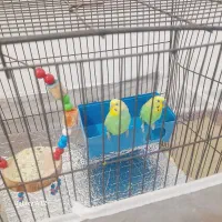 فروش جفت مرغ عشق