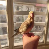 جوجه عروس هلندی