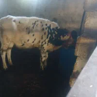 فروش 1راس گوساله ماده
