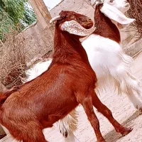 دوتا کهره مری نر