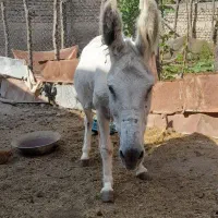 الاغ