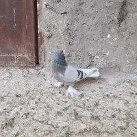 کبوتر|پرنده|فهرج, |دیوار