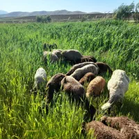 ۳۰ راس میش جوان