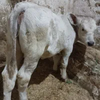 شاروله اصل