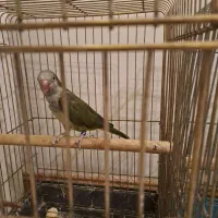 راهب