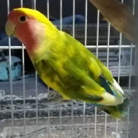 کوتوله|پرنده|گناباد, |دیوار