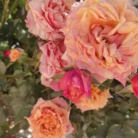 باغ-ویلا-نجف-آباد