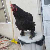 سهره قناری مرغ برهما بلک