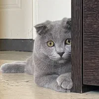 گربه