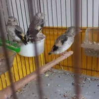 جوجه سهره