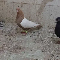 سینه زرد شامی پولکی ماده