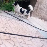 سگ نر