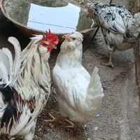 مرغوخروس گلین