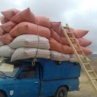 کاه گندم دیمه