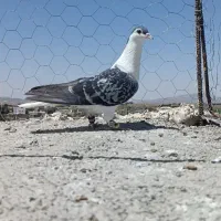 ساده ماده فروشی