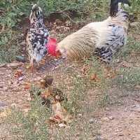 مرغ گلین وخروس گلین با ۸عددجوج