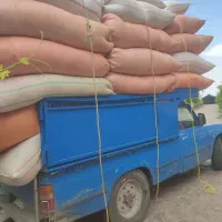 کاه گندم