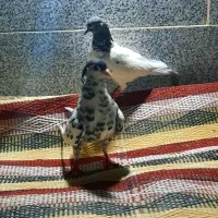 کفتر