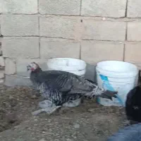 پرنده