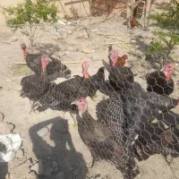 ۹عددبوقلمو ۵ ماهه