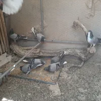 کفترمفلق