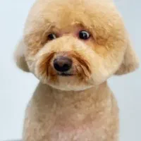 آرایشگر و اصلاح حیوانات خانگی