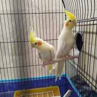 جفت عروس هلندی