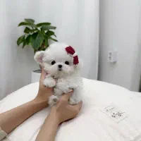 سگ نژاد مالتیز