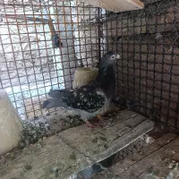 پلاکی ماده جوان خونگی