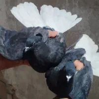 جوجه ساده و اصلی