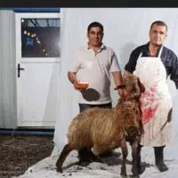 قصابی گوسفند،  گاو، گوساله ،