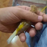 قناری ماده ابلغ زرد پس کوزه ای جفت سهره یا قناری