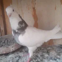 کفتر یاکبوترطوقی هفت رنگ
