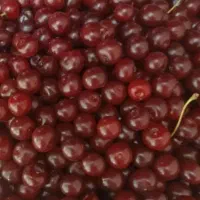 آلبالویی ارومیه