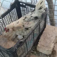 تعدادی مرغ گلین جوانه و برهما حراج