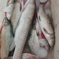 ماهی شربت برزم