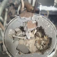 کاتالیزور یا کاتالیست ایرانی و خارجی