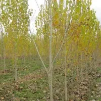 تولید نهال صنوبر رقم نیگرا