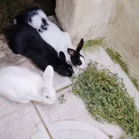 خرگوش