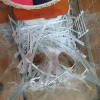 همستر خانگی مولدمعاوضه با عروس هلندی