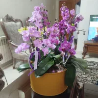 گل ارکیده