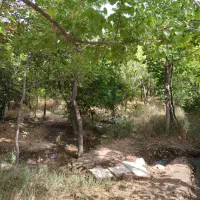 باغ مشاعی