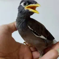 جوجه مرغ مینا