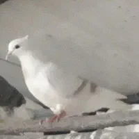سه عدد کبوتر