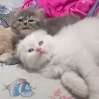 میکس