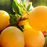 نهال الو شوقان کلی جزیی